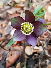 Helleborus atrorubens