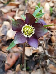 Helleborus atrorubens