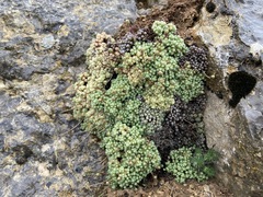 Saxifraga erioblasta