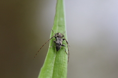 Leiopus femoratus