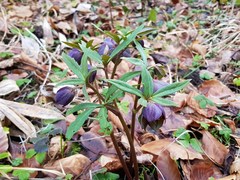 Helleborus atrorubens