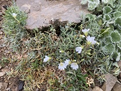 Cerastium gibraltaricum