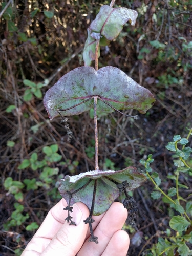 iNaturalist observation photo of Pink Honeysuckle