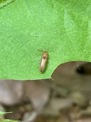 Dolerosomus silaceus