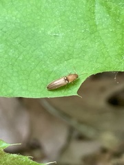 Dolerosomus silaceus