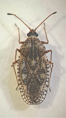 Dictyla nassata