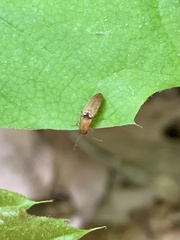 Dolerosomus silaceus