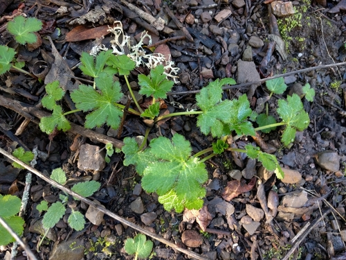iNaturalist observation photo of Pacific Sanicle