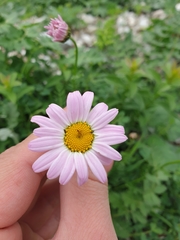Tanacetum coccineum