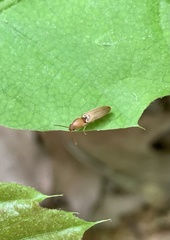 Dolerosomus silaceus