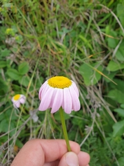 Tanacetum coccineum