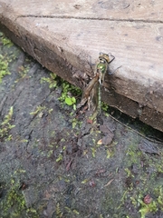 Cordulia aenea aenea