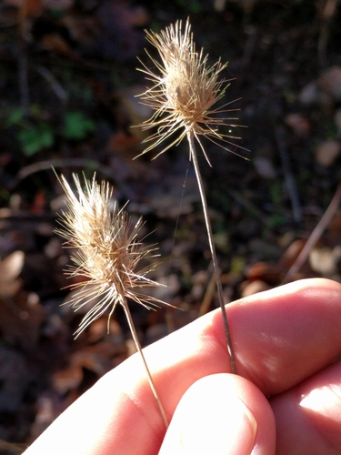 iNaturalist observation photo of bristly dogtail grass
