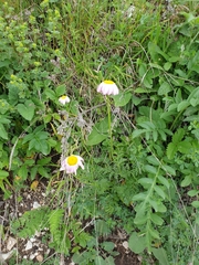 Tanacetum coccineum