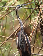 Ardea purpurea madagascariensis