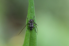 Leiopus femoratus