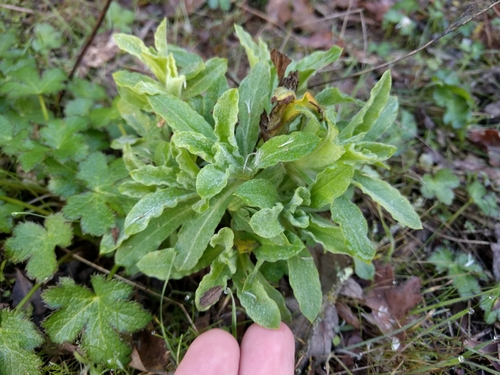 iNaturalist observation photo of California cudweed
