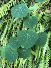 Stephania cephalantha