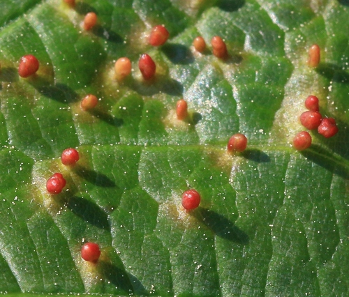 Sycamore Cherry Mite