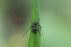 Leiopus femoratus
