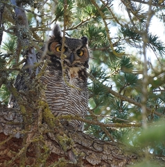 Bubo virginianus