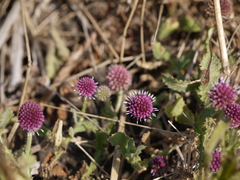 Sphaeranthus indicus