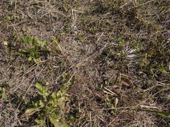 Sphaeranthus indicus