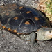 Ornate Diamondback Terrapin - Photo (c) oakshed1, some rights reserved (CC BY-NC)
