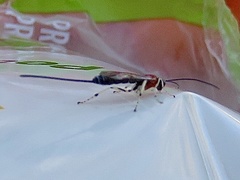 Calliephialtes grapholithae