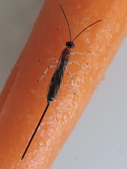 Calliephialtes grapholithae