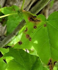 Cercospora liquidambaris