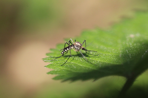 Tree Hole Mosquito