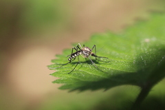 Aedes geniculatus
