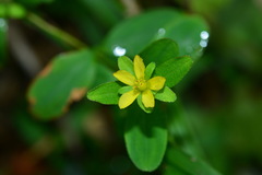 Hypericum taihezanense
