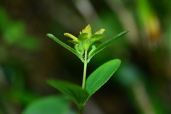 Hypericum taihezanense