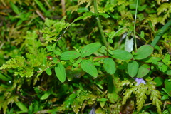 Hypericum taihezanense