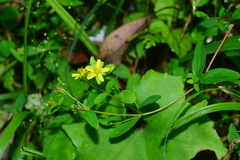 Hypericum taihezanense