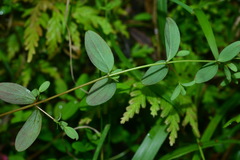 Hypericum taihezanense