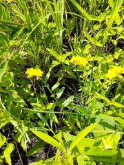 Lithospermum canescens