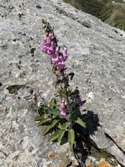 Digitalis minor