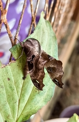 Morwennius decoratus