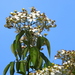Elderflower Rose - Photo (c) Jacy Chen, some rights reserved (CC BY), uploaded by Jacy Chen