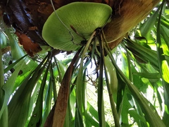 Platycerium alcicorne