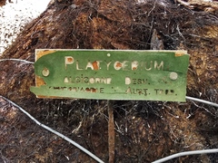 Platycerium alcicorne
