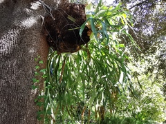 Platycerium alcicorne