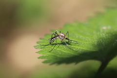 Aedes geniculatus