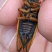 Decula 17-Year Cicada - Photo (c) Heather, some rights reserved (CC BY-NC-SA), uploaded by Heather