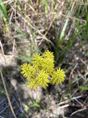 Polygala ramosa