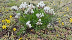 Oxytropis caespitosa