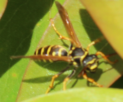 Polistes nimpha